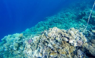 blanqueamiento-coral-blanco-arrecife-cancun-sailing-1